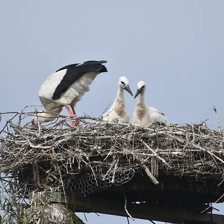 Storchennest