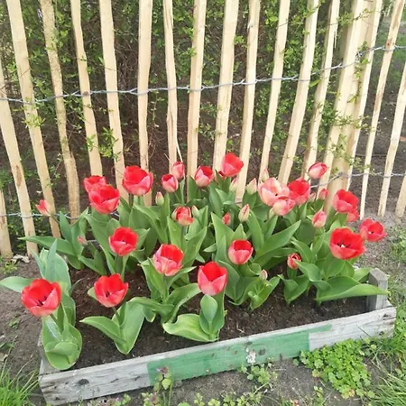 Storchennest Apartmán *