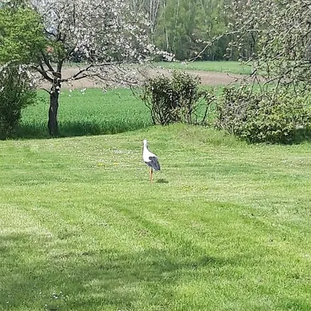 Apartmán Storchennest *